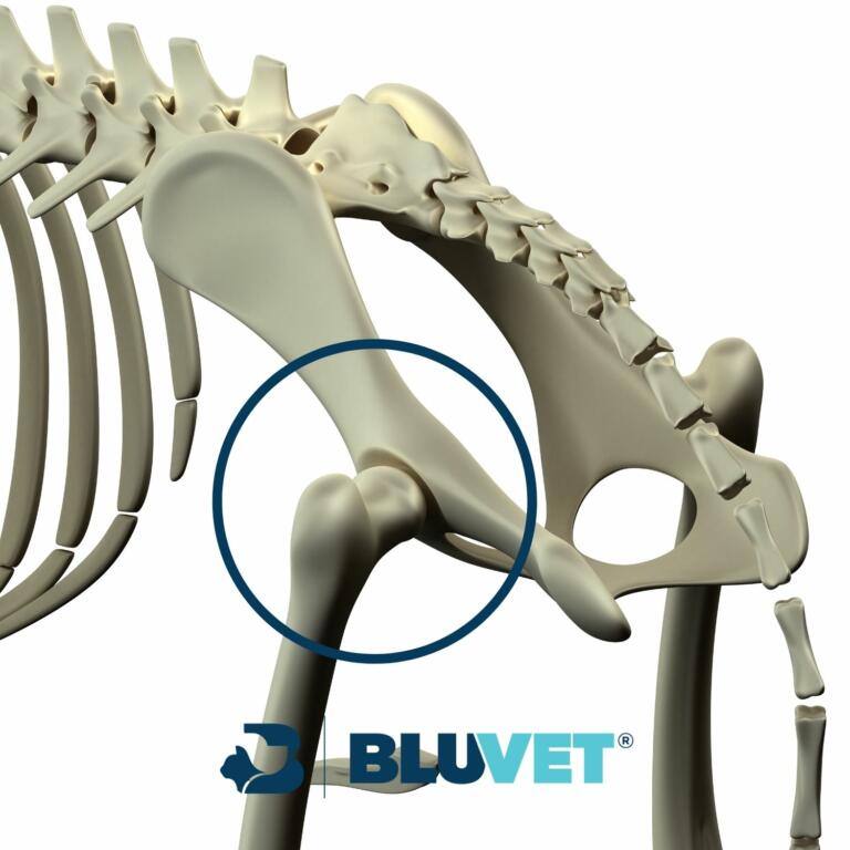 Displasia Dellanca Nel Cane Diagnosi Precoce Bluvet