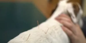 agopuntura ospedale veterinario san michele