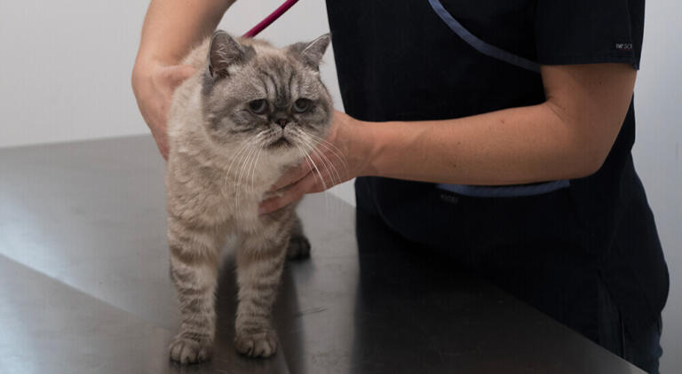 clinica veterinaria centrale milano gatto in visita