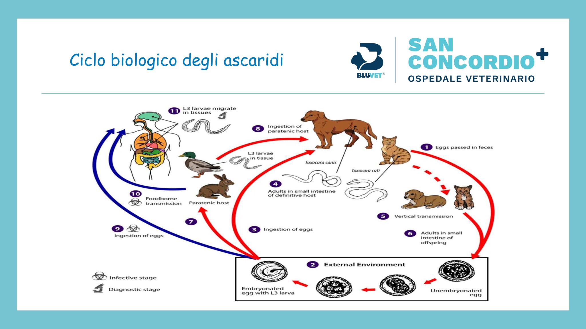 Vermi Intestinali Cane Bluvet