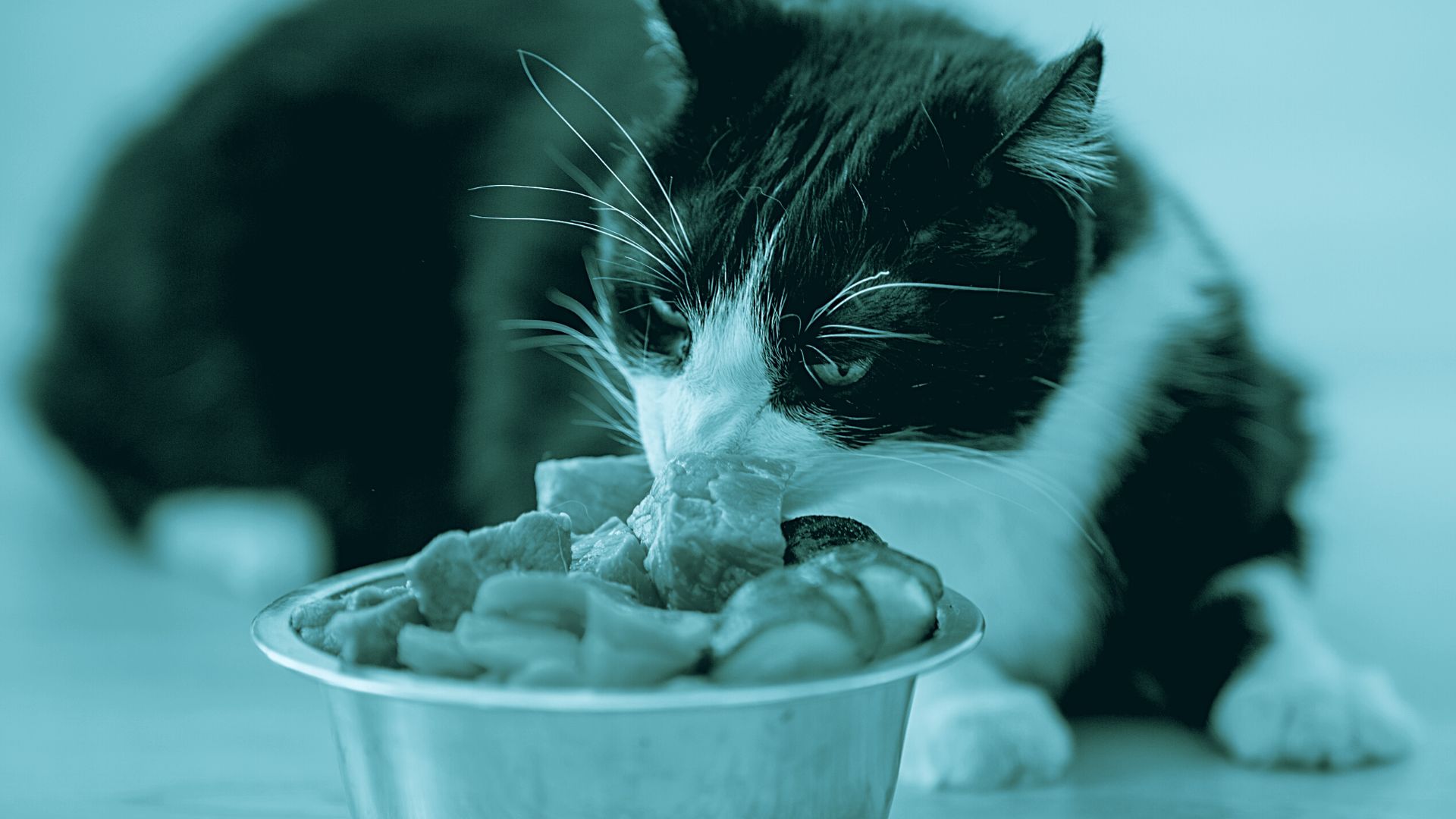Grassi fondamentali nella dieta di cani e gatti