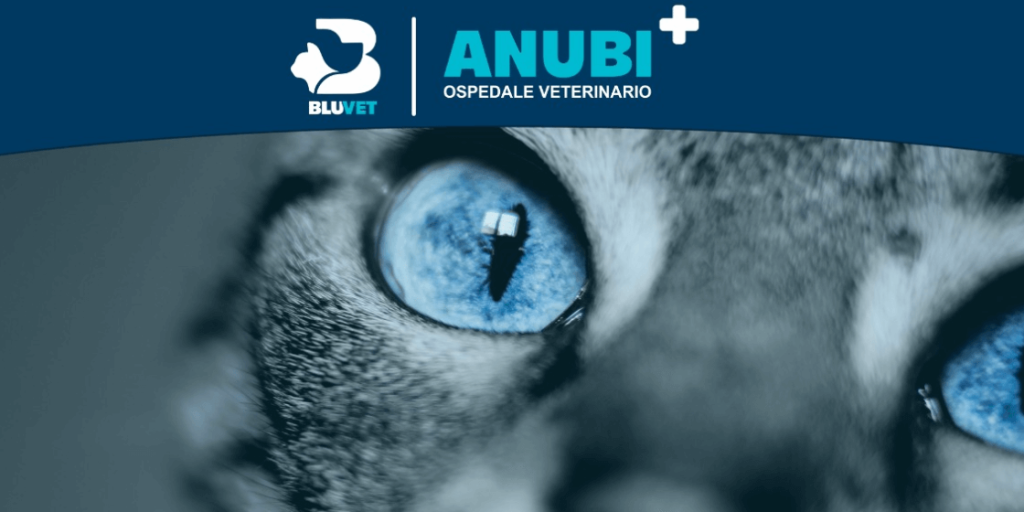 Copertina Corso Anubi Oncologia Gatto